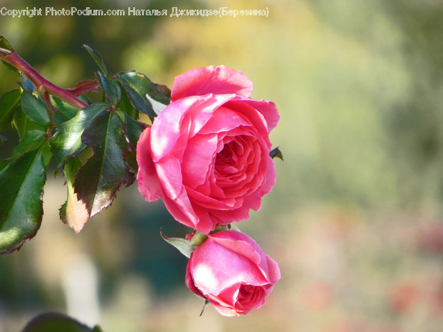 Blossom, Flower, Plant, Rose, Flora, Geranium, Flower Arrangement