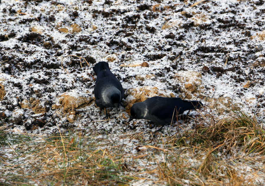 Arctic, Ice, Outdoors, Snow, Winter, Bird, Blackbird