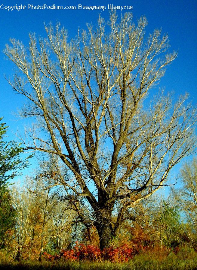 Oak, Tree, Wood, Plant, Bush, Vegetation, Sycamore