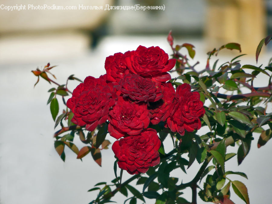 Blossom, Flower, Plant, Rose, Flower Arrangement, Flower Bouquet, Flora