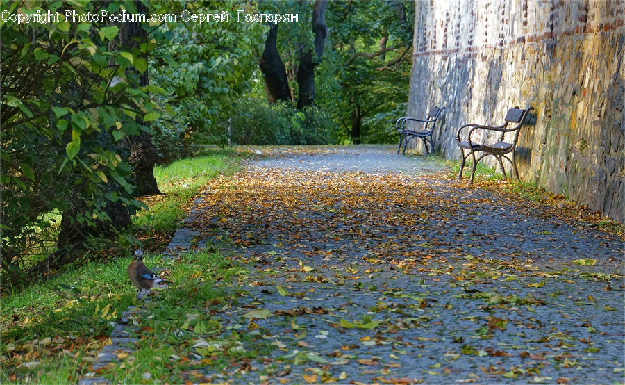 Park Bench, Bird, Robin, Forest, Grove, Land, Vegetation
