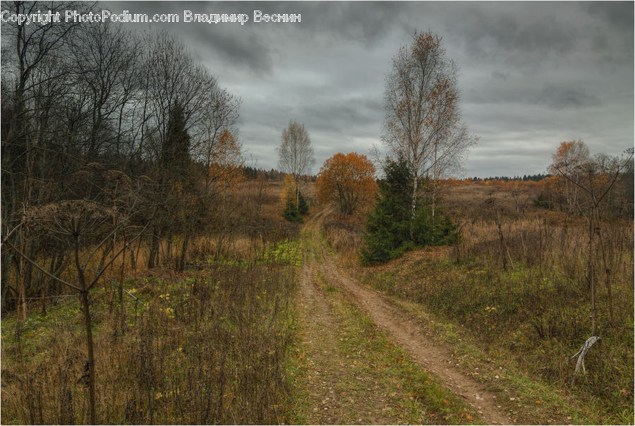 Dirt Road, Gravel, Road, Field, Grass, Grassland, Land