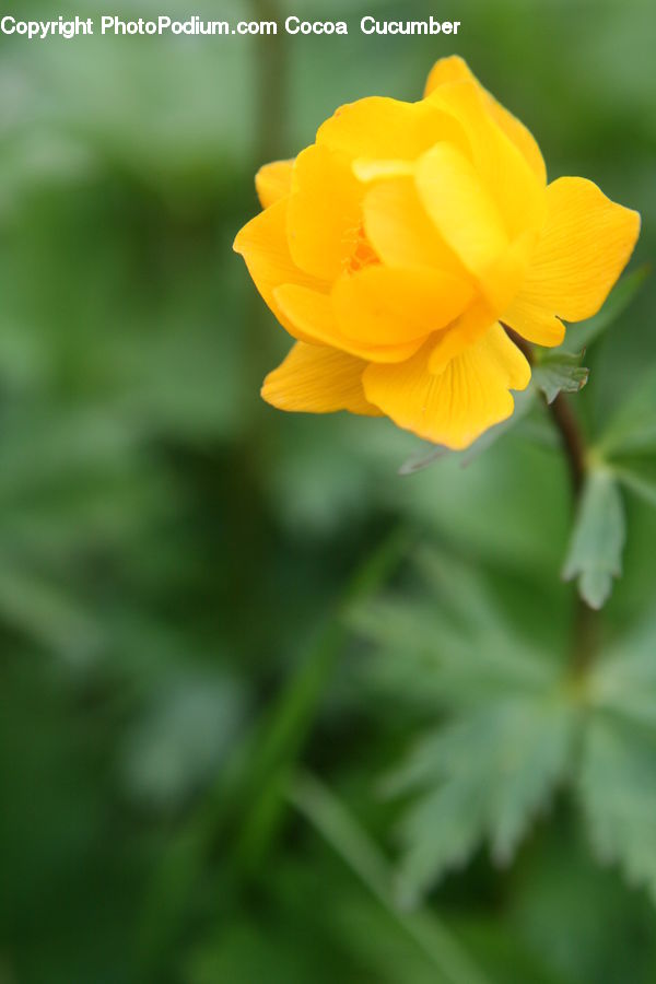 Fiber, Flax, Flora, Flower, Plant, Blossom, Daffodil