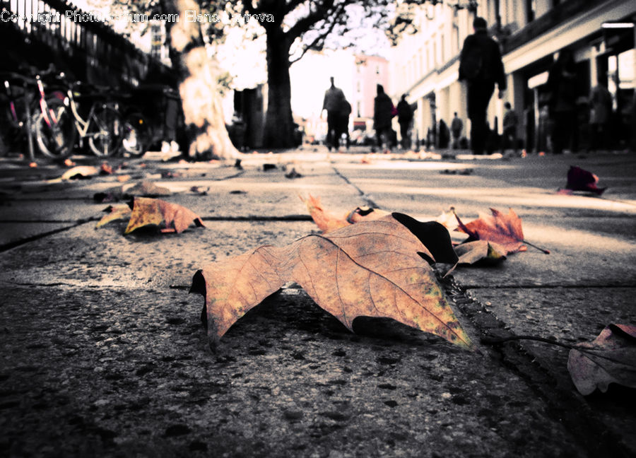 Asphalt, Tarmac, Pavement, Alley, Alleyway, Road, Street