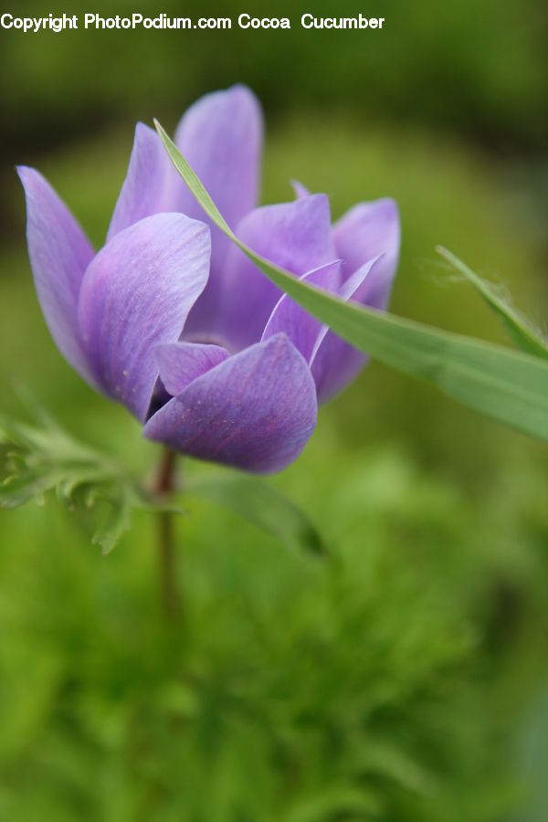Blossom, Flora, Flower, Plant, Violet, Crocus, Geranium