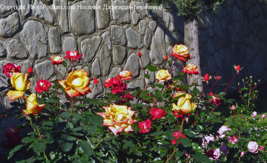 Flora, Flower, Hibiscus, Plant, Poppy, Blossom, Peony