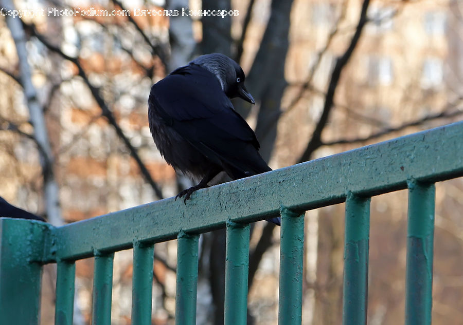 Bird, Blackbird, Crow