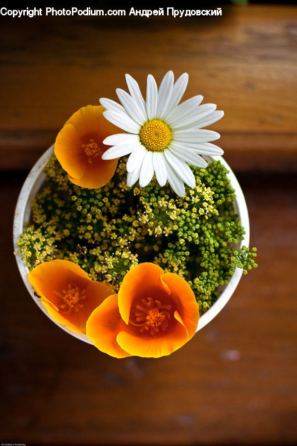 Daisies, Daisy, Flower, Plant, Blossom, Flora, Poppy