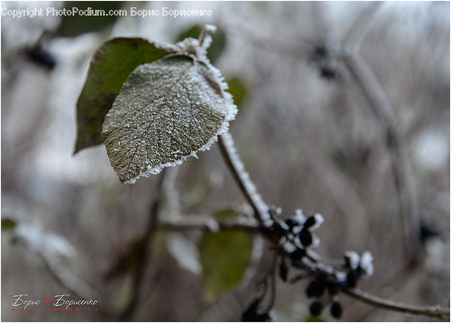 Frost, Ice, Outdoors, Snow, Blossom, Flora, Flower