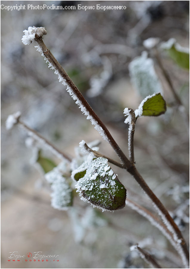 Frost, Ice, Outdoors, Snow, Blossom, Flora, Flower