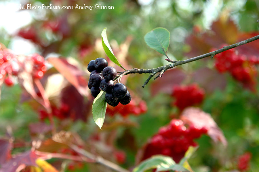 Blueberry, Fruit, Grapes, Plant, Vine, Apidae, Bee