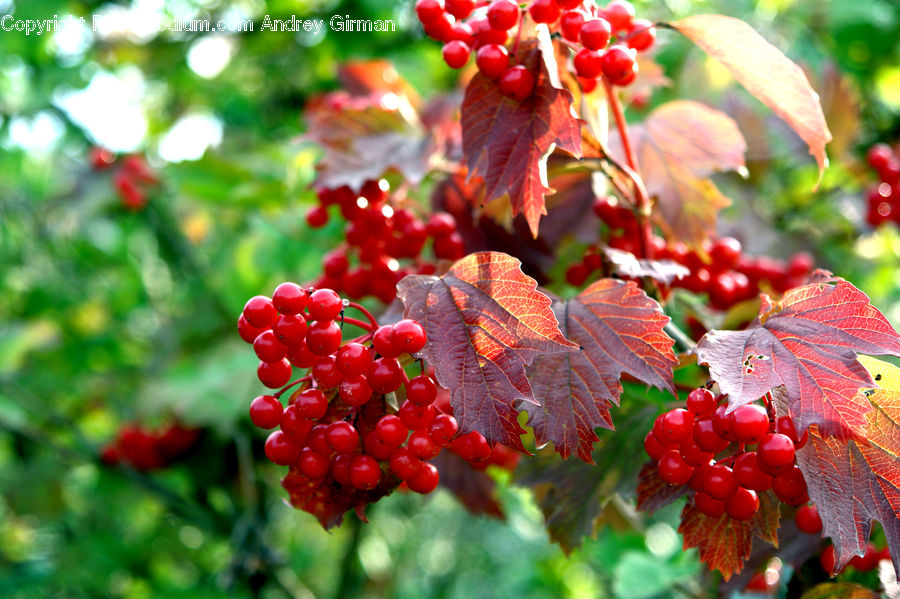 Fruit, Grapes, Veins, Ivy, Plant, Vine, Blossom
