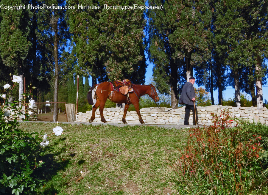 Animal, Horse, Mammal, Equestrian, Person, Herbal, Herbs
