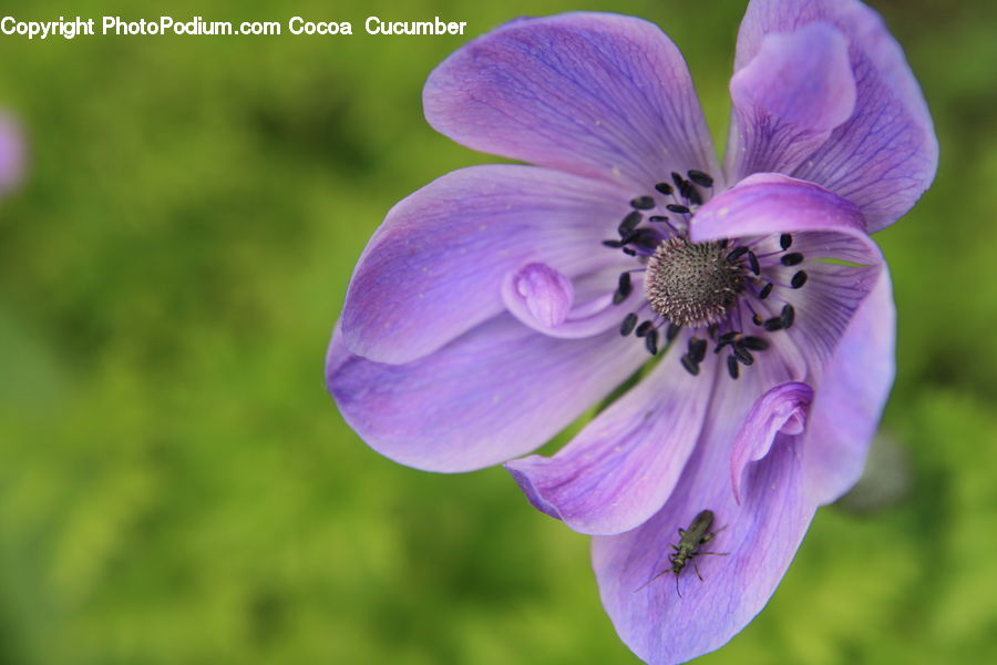 Blossom, Flora, Flower, Geranium, Plant, Violet, Crocus