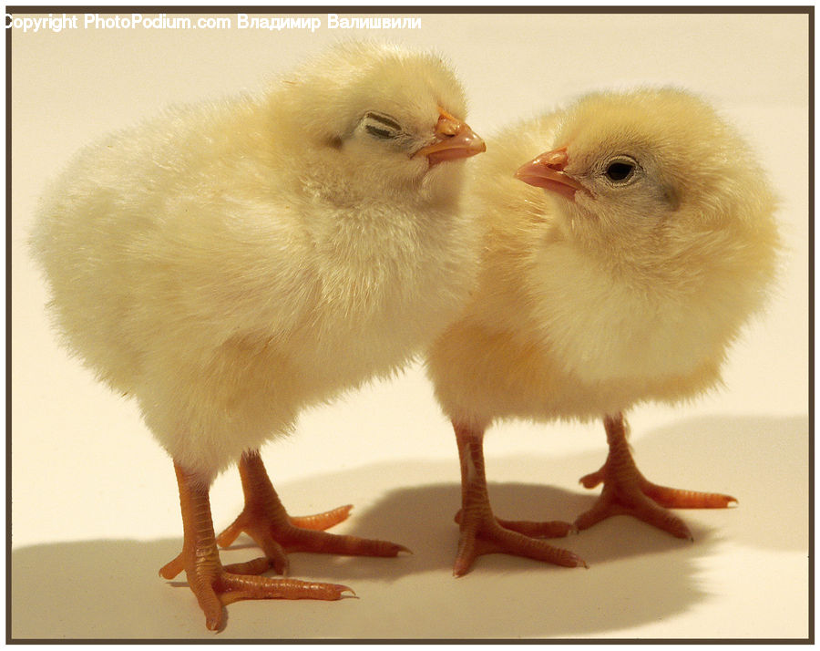 Fowl, Poultry, Head, Portrait