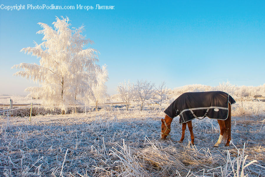 Frost, Ice, Outdoors, Snow, Field, Grass, Grassland