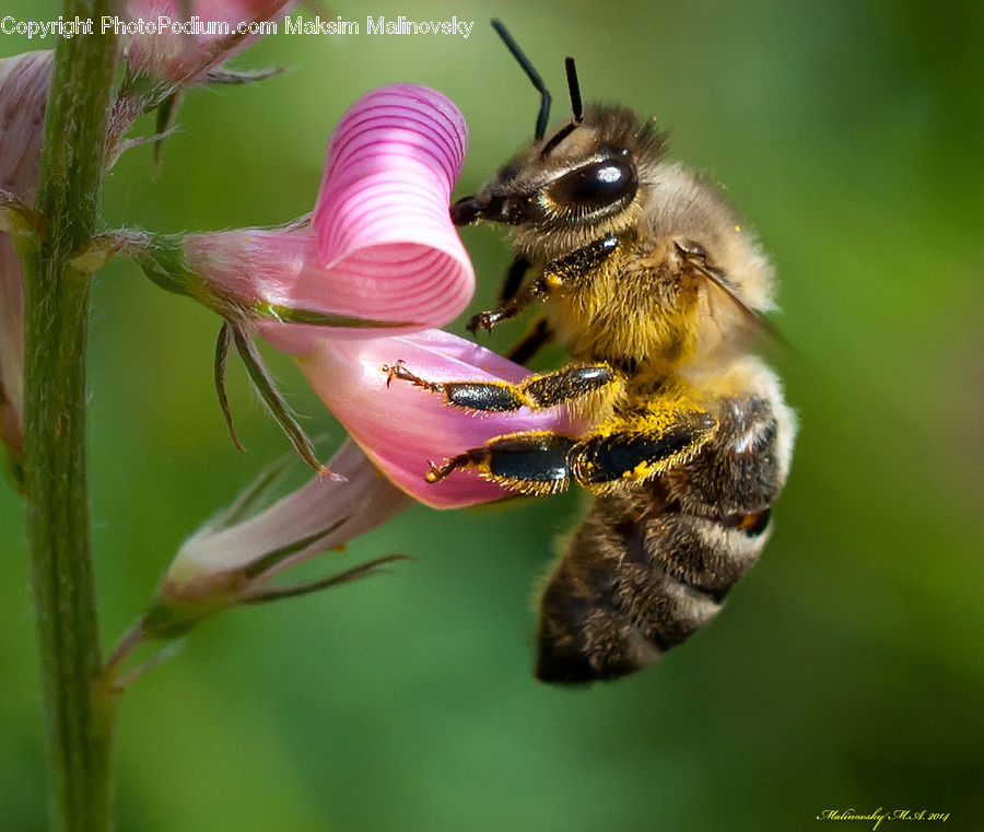 Bee, Insect, Invertebrate, Bumblebee, Honey Bee, Andrena, Apidae