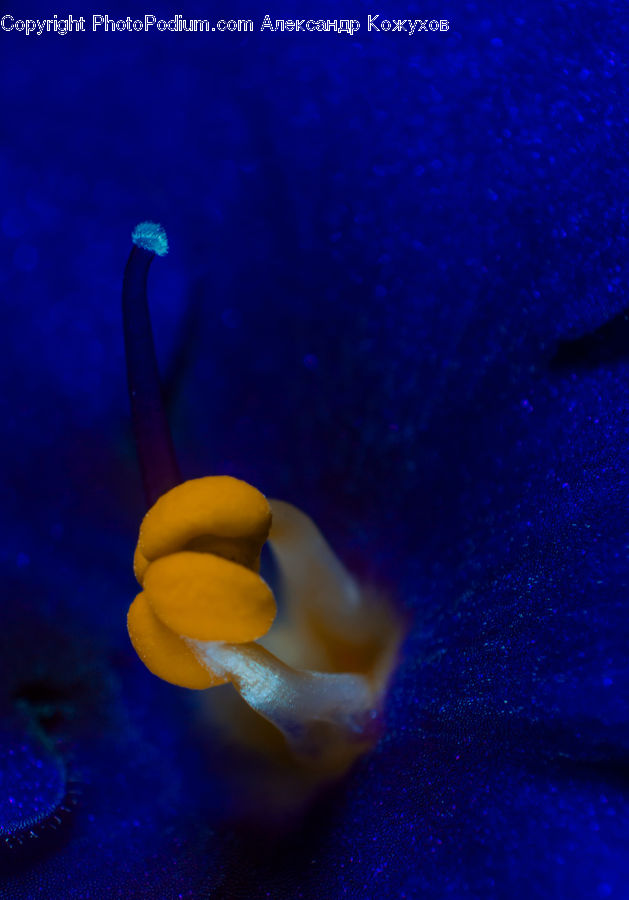 Invertebrate, Jellyfish, Sea Life, Coral Reef, Outdoors, Reef, Sea