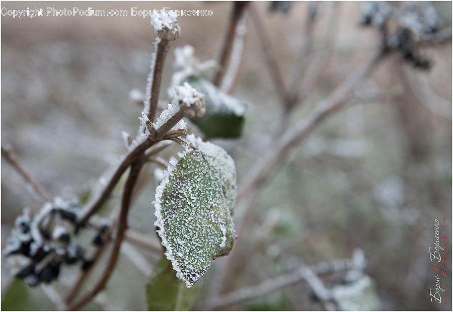 Frost, Ice, Outdoors, Snow, Conifer, Fir, Plant