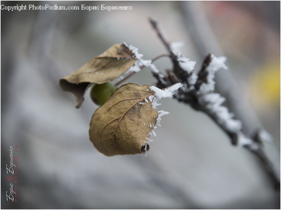Frost, Ice, Outdoors, Snow, Garlic, Plant, Leaf
