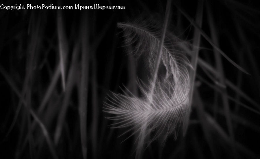 Fireworks, Night, Fractal