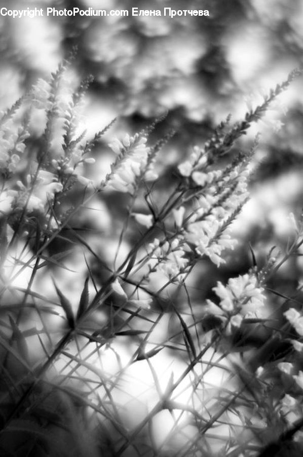 Plant, Potted Plant, Blossom, Flora, Flower, Grass, Reed