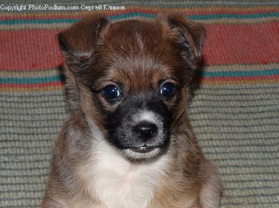 Animal, Canine, Dog, Mammal, Pet, Puppy, Papillon