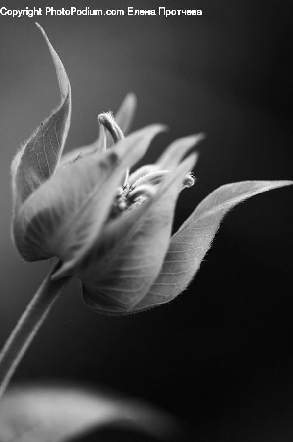 Blossom, Flora, Flower, Plant, Geranium, Lily, Anther