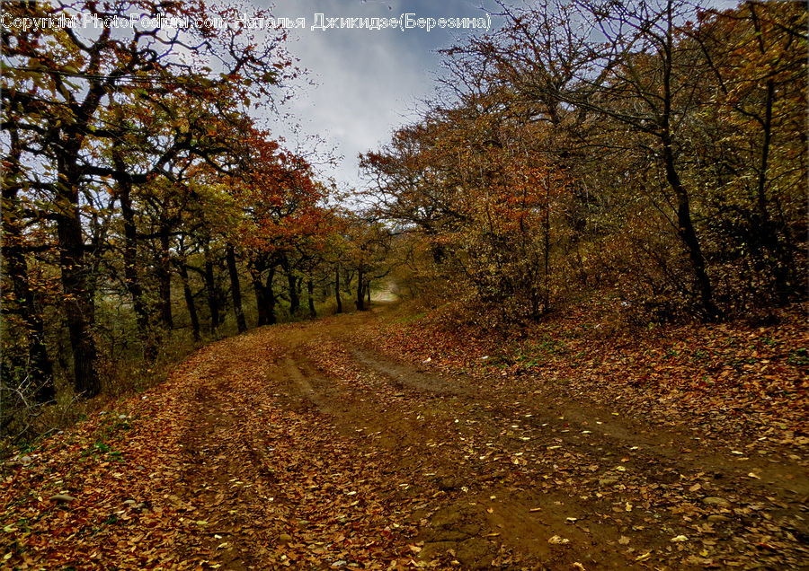 Dirt Road, Gravel, Road, Path, Walkway, Landscape, Nature