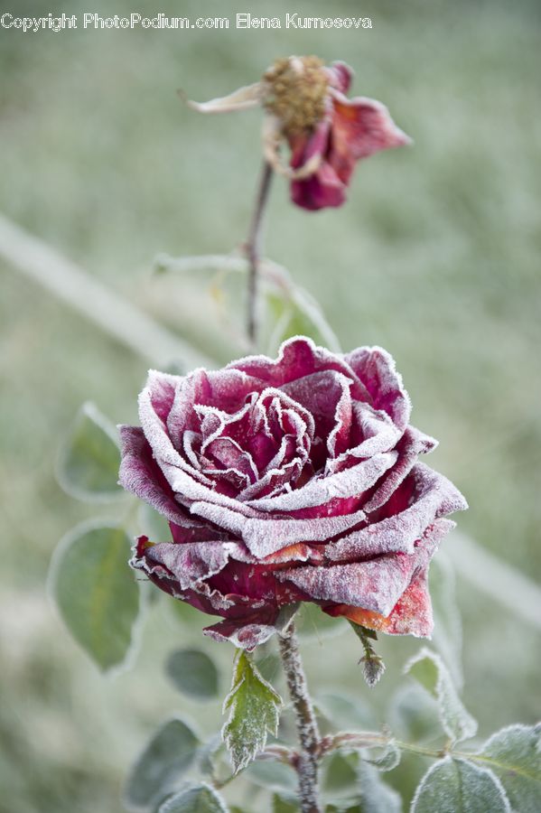 Blossom, Flower, Plant, Rose, Bud, Carnation, Frost