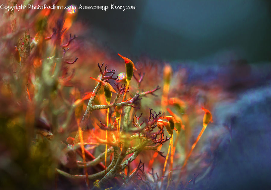 Moss, Plant, Fractal, Light, Conifer, Fir, Tree