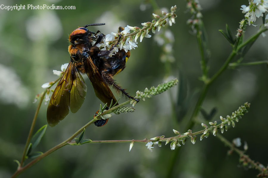 Bee, Insect, Invertebrate, Dill, Plant, Hornet, Wasp