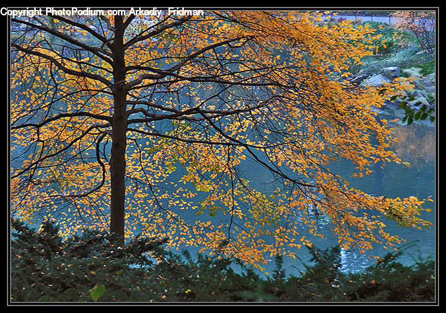 Conifer, Fir, Plant, Tree, Birch, Wood, Landscape