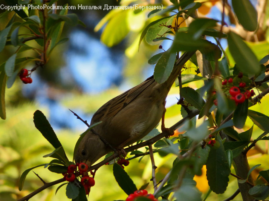 Cherry, Fruit, Plant, Bird, Blackbird, Dove, Pigeon