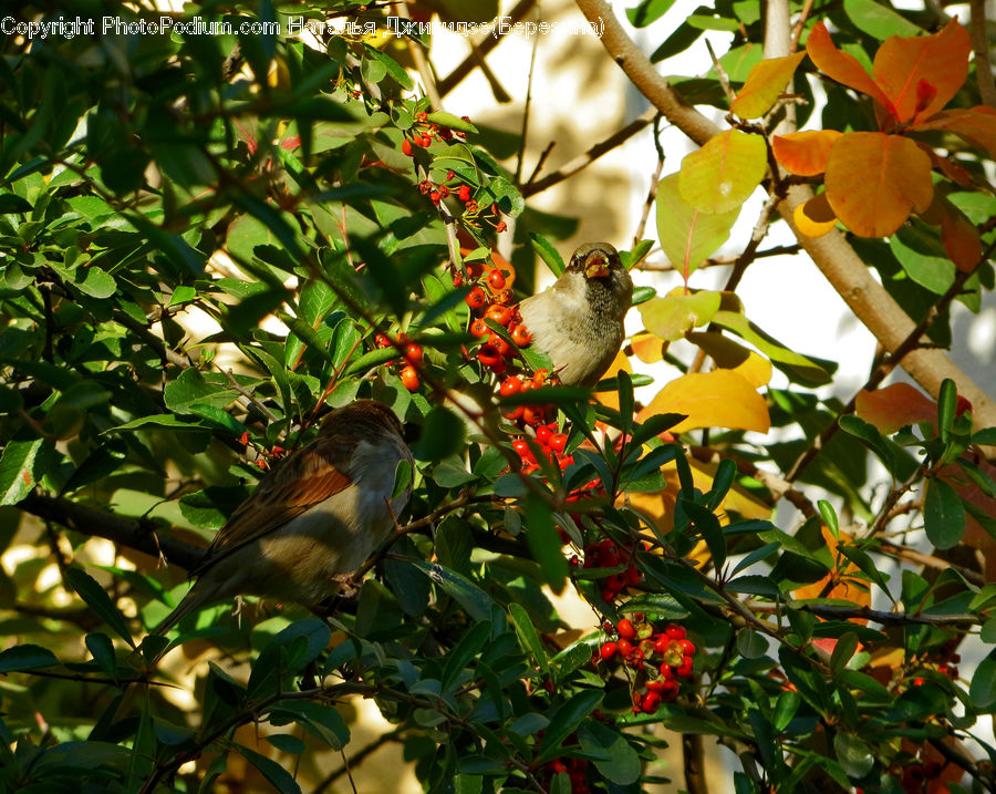 Bird, Sparrow, Plant, Cherry, Fruit, Blossom, Flora