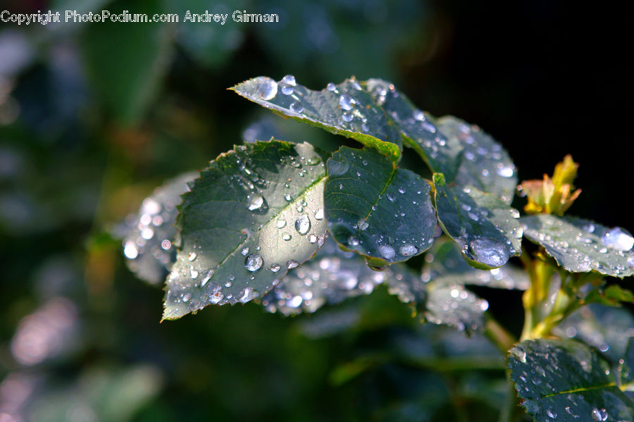 Frost, Ice, Outdoors, Snow, Droplet, Water, Crystal