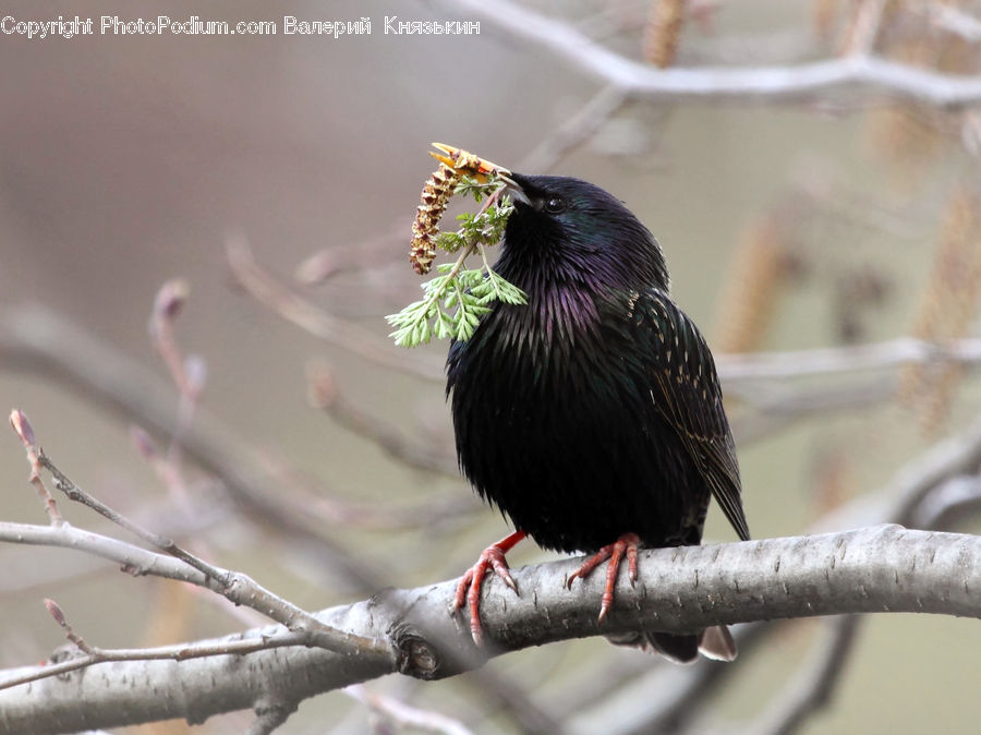 Bird, Blackbird, Beak
