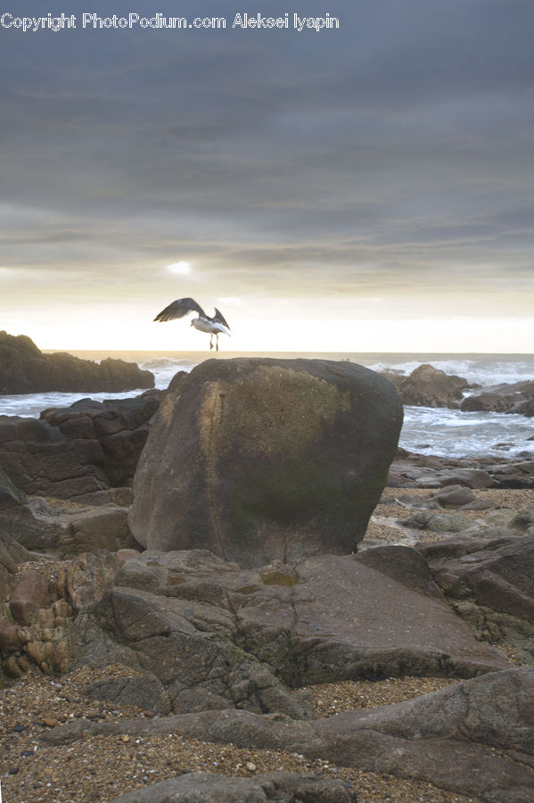 Rock, Bird, Booby, Beach, Coast, Outdoors, Sea