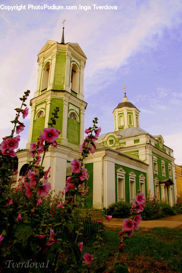Blossom, Flora, Flower, Geranium, Plant, Architecture, Housing