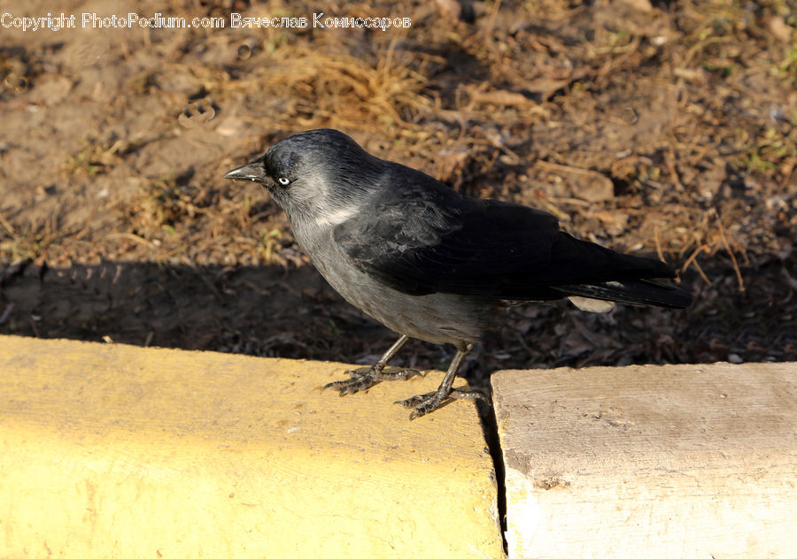 Bird, Blackbird, Crow, Outdoors, Sand, Soil