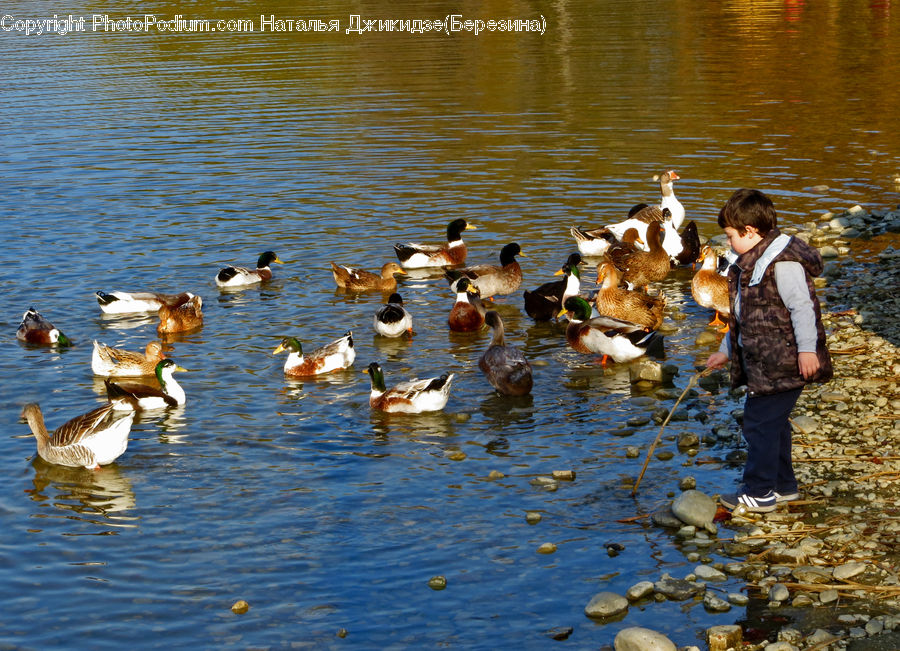 Human, People, Person, Bird, Waterfowl, Goose, Duck
