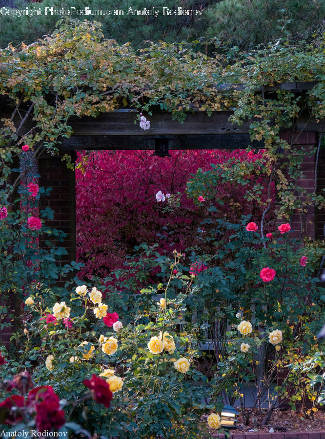 Ivy, Plant, Vine, Blossom, Flora, Flower, Geranium