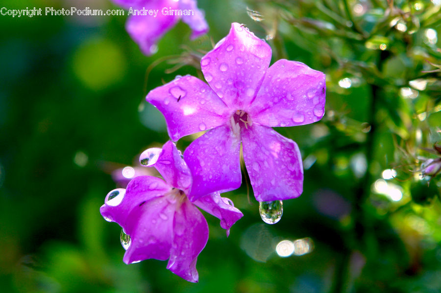 Blossom, Flora, Flower, Plant, Geranium, Foxglove, Gladiolus