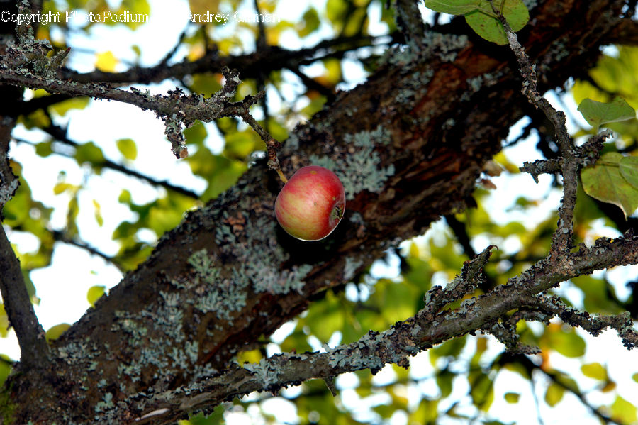 Cherry, Fruit, Bird Nest, Nest, Birch, Tree, Wood