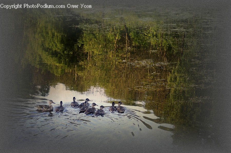 Bird, Waterfowl, Outdoors, Ripple, Water, Land, Marsh