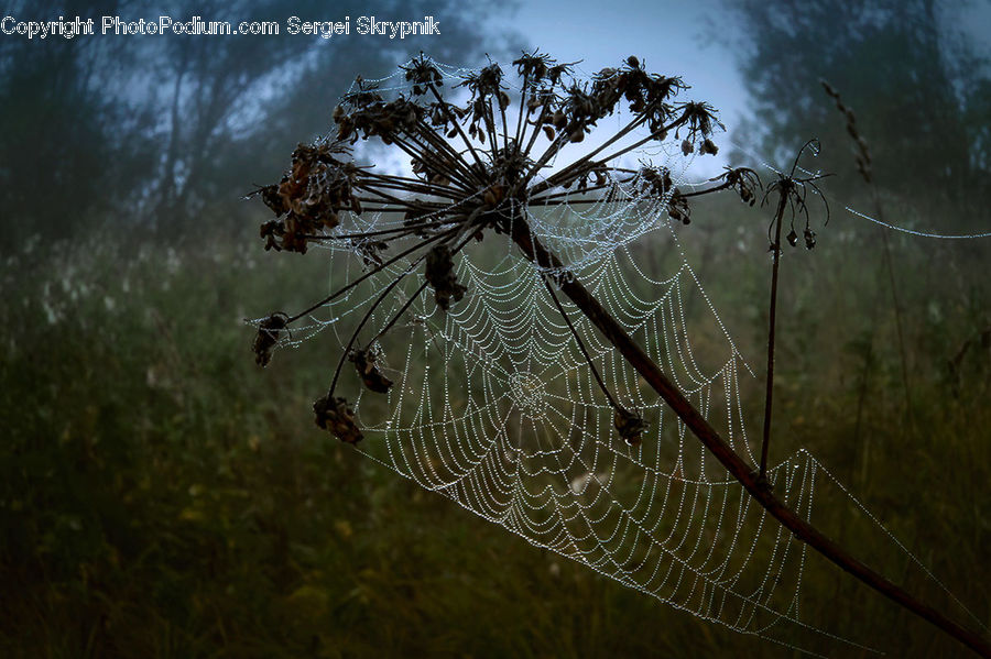 Arachnid, Garden Spider, Insect, Invertebrate, Spider, Conifer, Fir