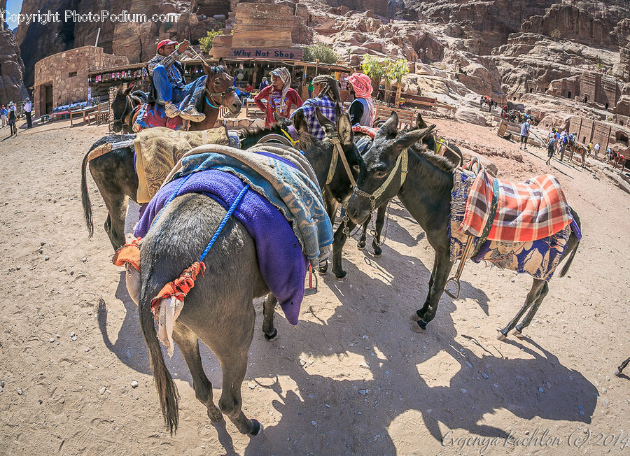 Buggy, Carriage, Horse Cart, Wagon, Animal, Donkey, Horse