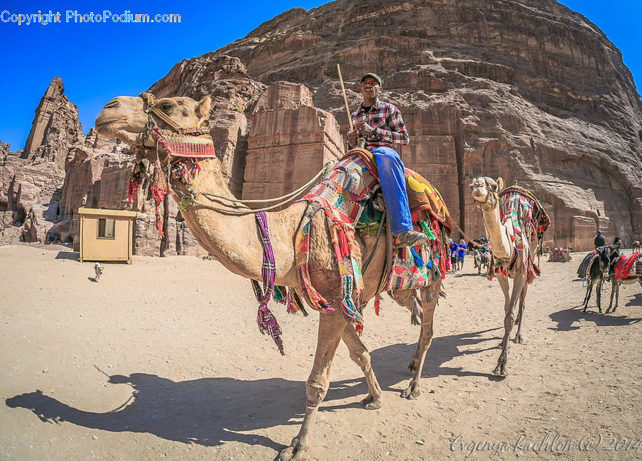 Animal, Camel, Mammal, Outdoors, Sand, Soil, Bunker