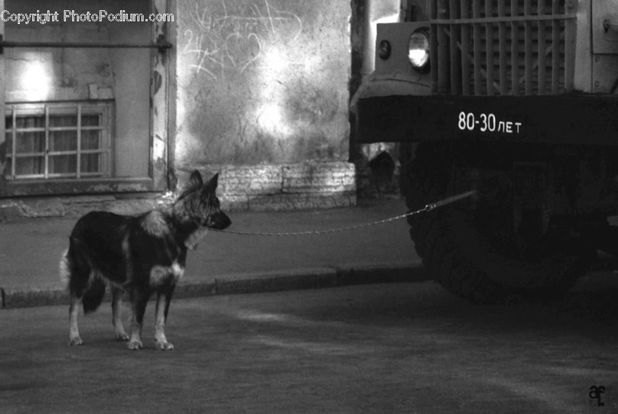 Animal, Canine, Collie, Dog, Mammal, Pet, Army
