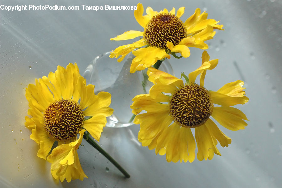 Blossom, Flora, Flower, Plant, Sunflower, Daisies, Daisy
